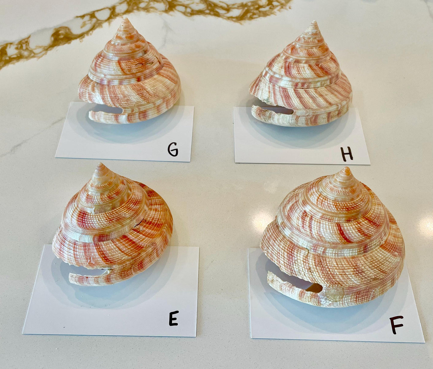 Emperors Slit Seashell 2.5-3" *Shell Of Your Choice* Mikadotrochus hirasei