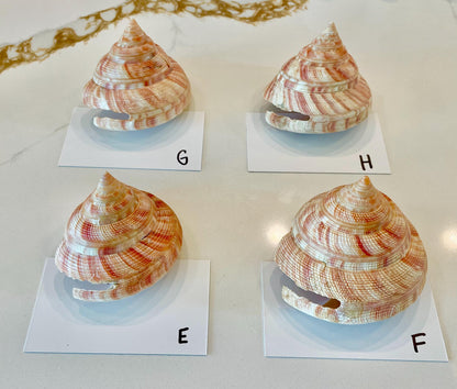 Emperors Slit Seashell 2.5-3" *Shell Of Your Choice* Mikadotrochus hirasei
