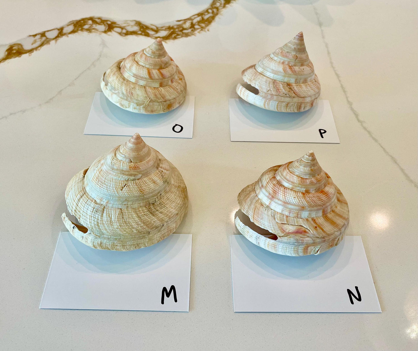 Emperors Slit Seashell 2.5-3" *Shell Of Your Choice* Mikadotrochus hirasei