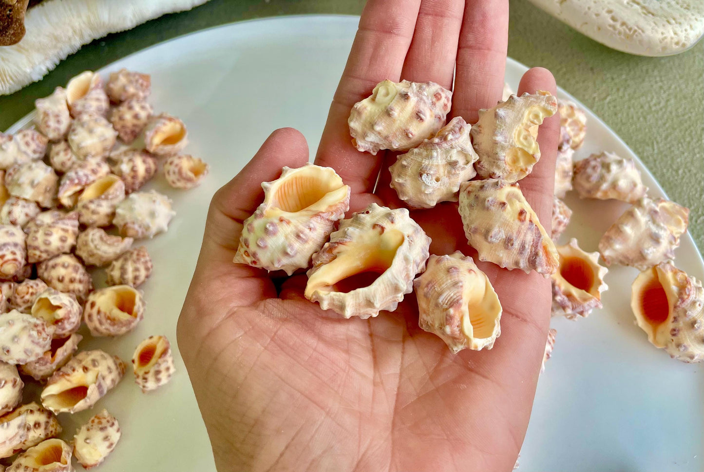 Orange Morum Drupa Shells: .5-1.5" *You Choose Quantity & Size* Spotted Small Craft Seashells