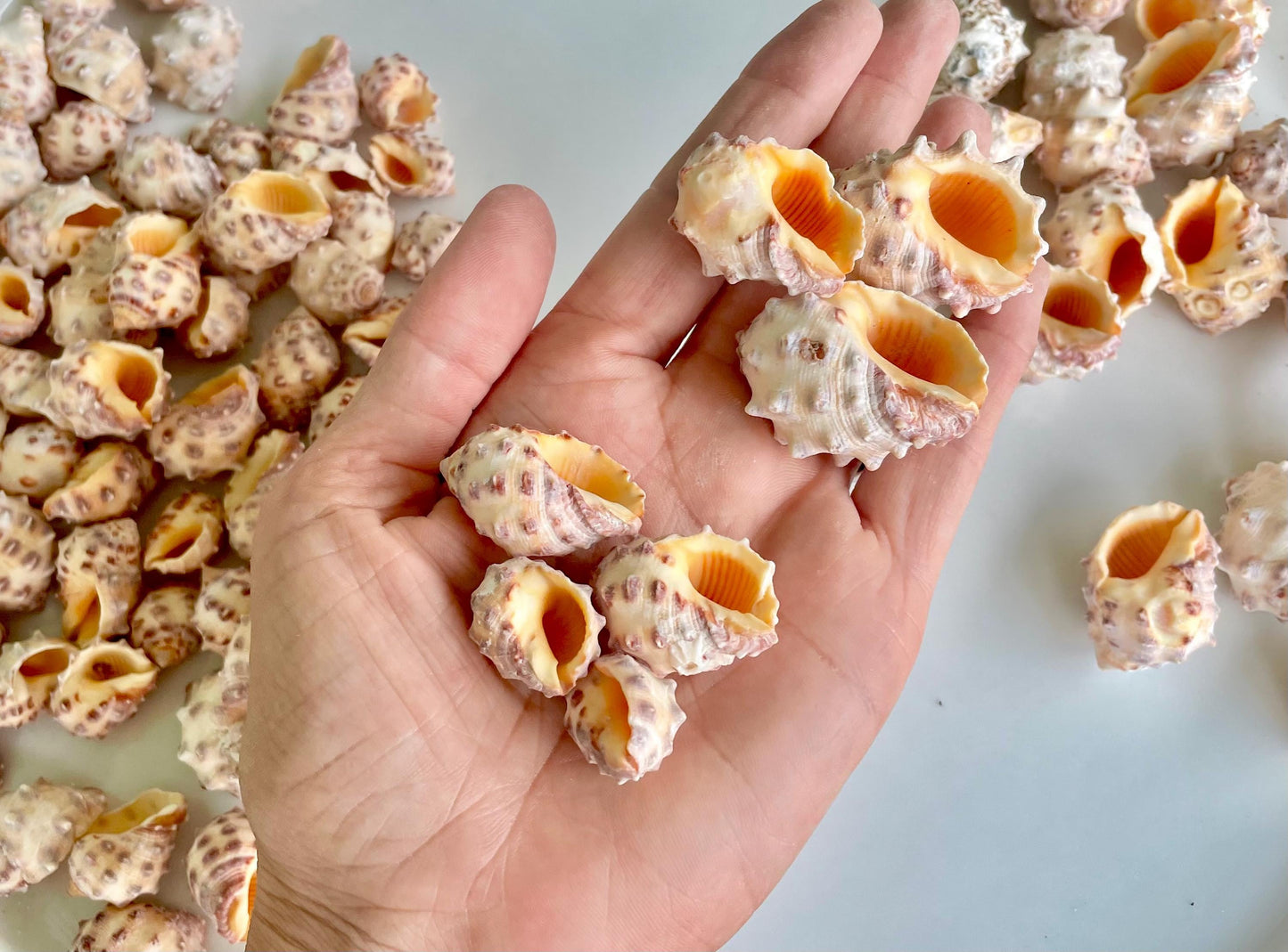 Orange Morum Drupa Shells: .5-1.5" *You Choose Quantity & Size* Spotted Small Craft Seashells