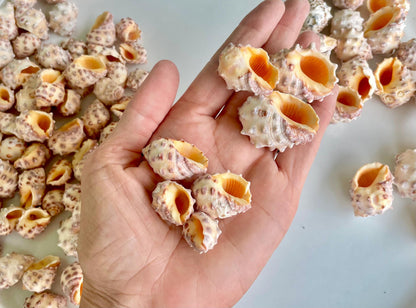 Orange Morum Drupa Shells: .5-1.5" *You Choose Quantity & Size* Spotted Small Craft Seashells