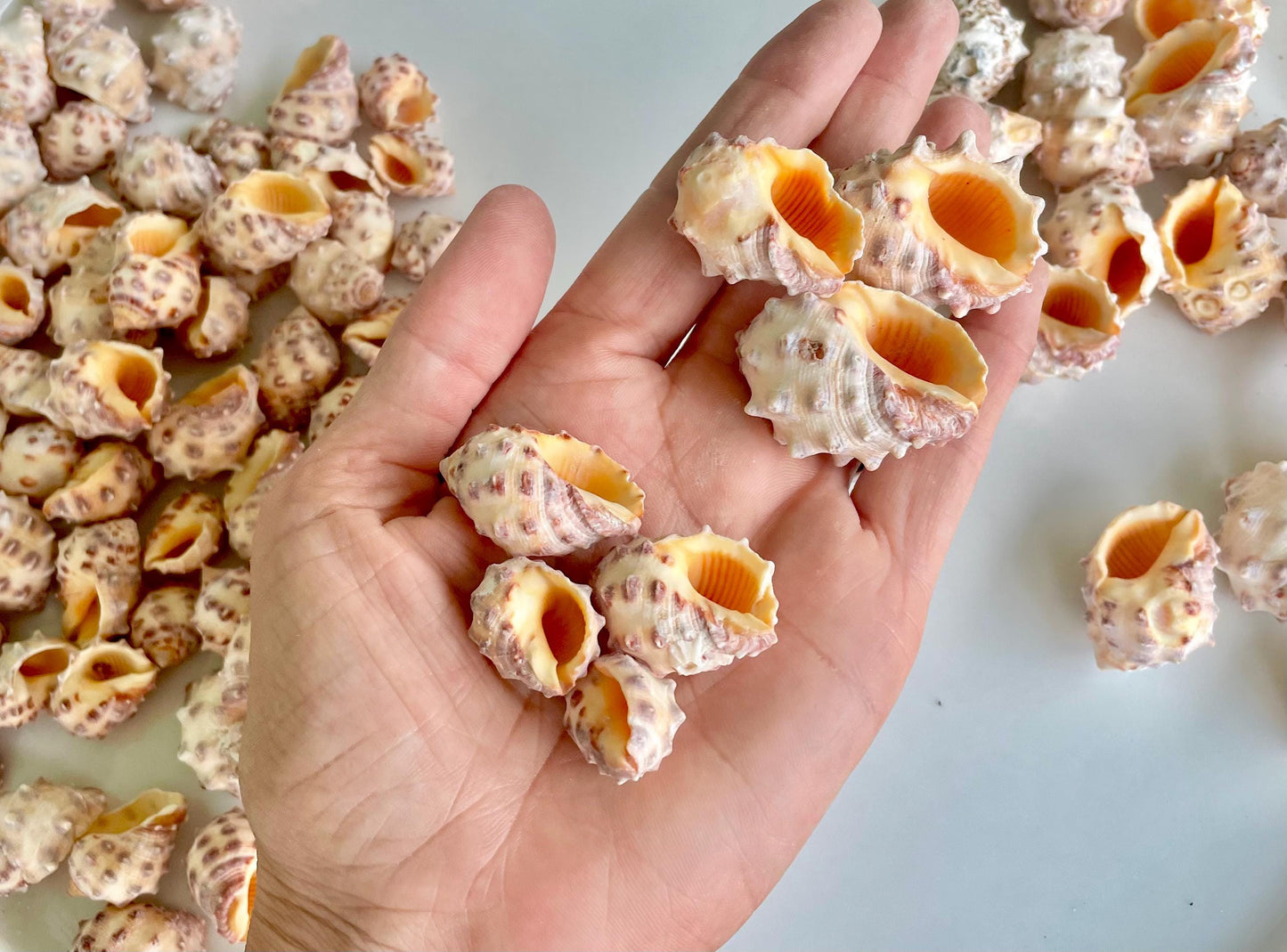Orange Morum Drupa Shells: .5-1.5" *You Choose Quantity & Size* Spotted Small Craft Seashells
