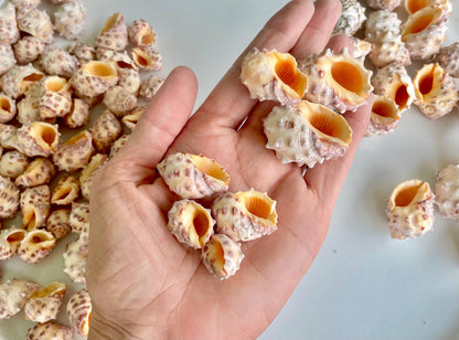 Orange Morum Drupa Shells: .5-1.5" *You Choose Quantity & Size* Spotted Small Craft Seashells