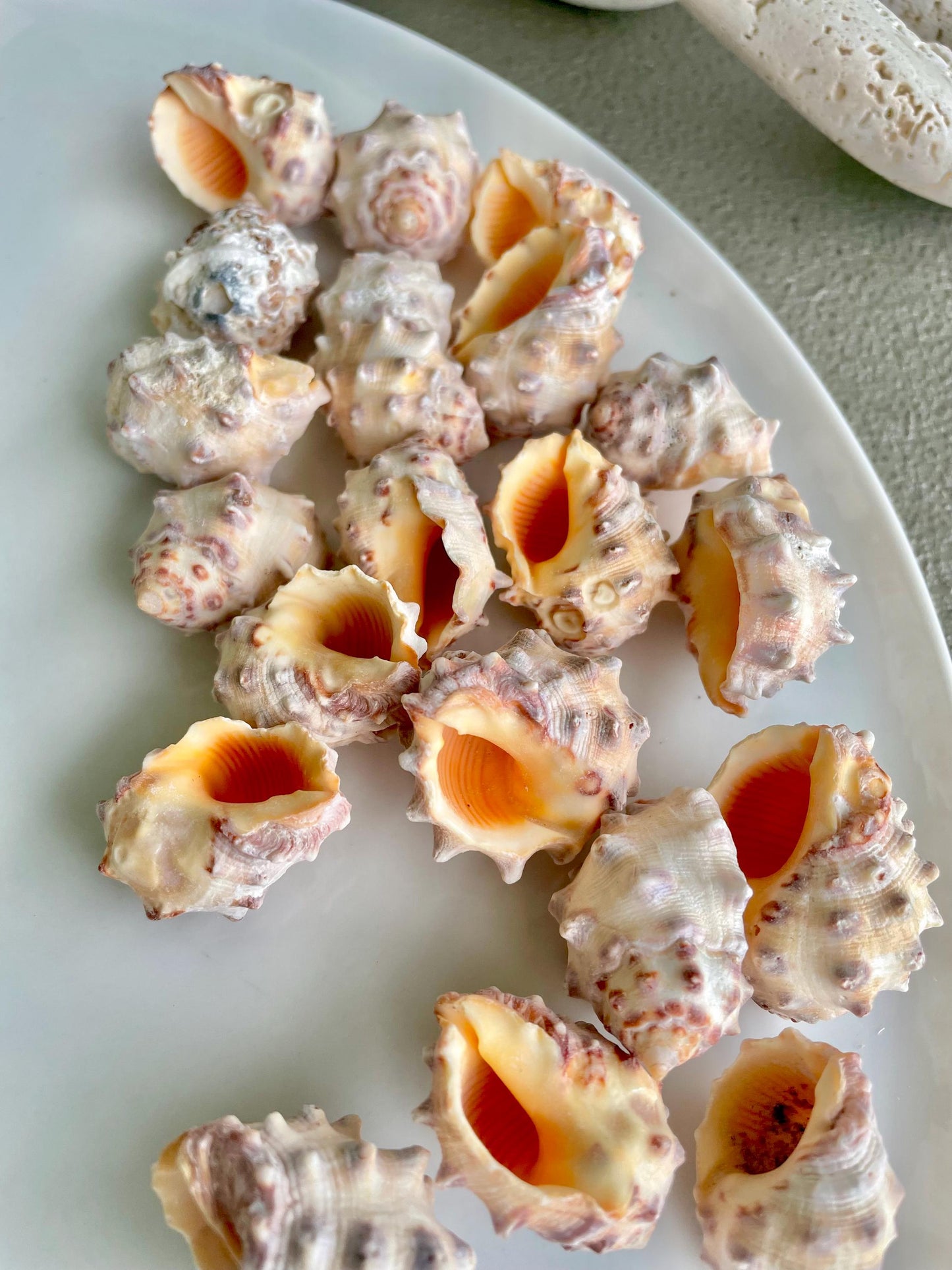 Orange Morum Drupa Shells: .5-1.5" *You Choose Quantity & Size* Spotted Small Craft Seashells