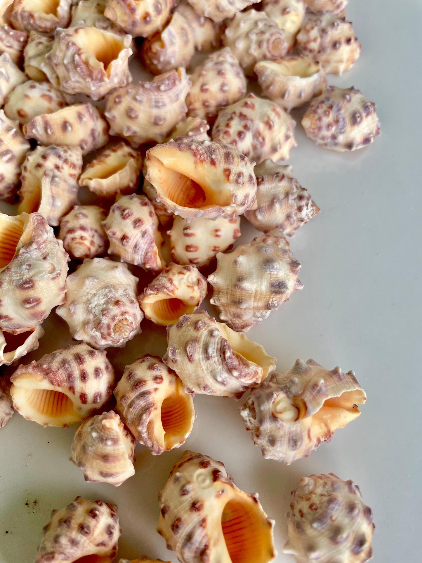 Orange Morum Drupa Shells: .5-1.5" *You Choose Quantity & Size* Spotted Small Craft Seashells