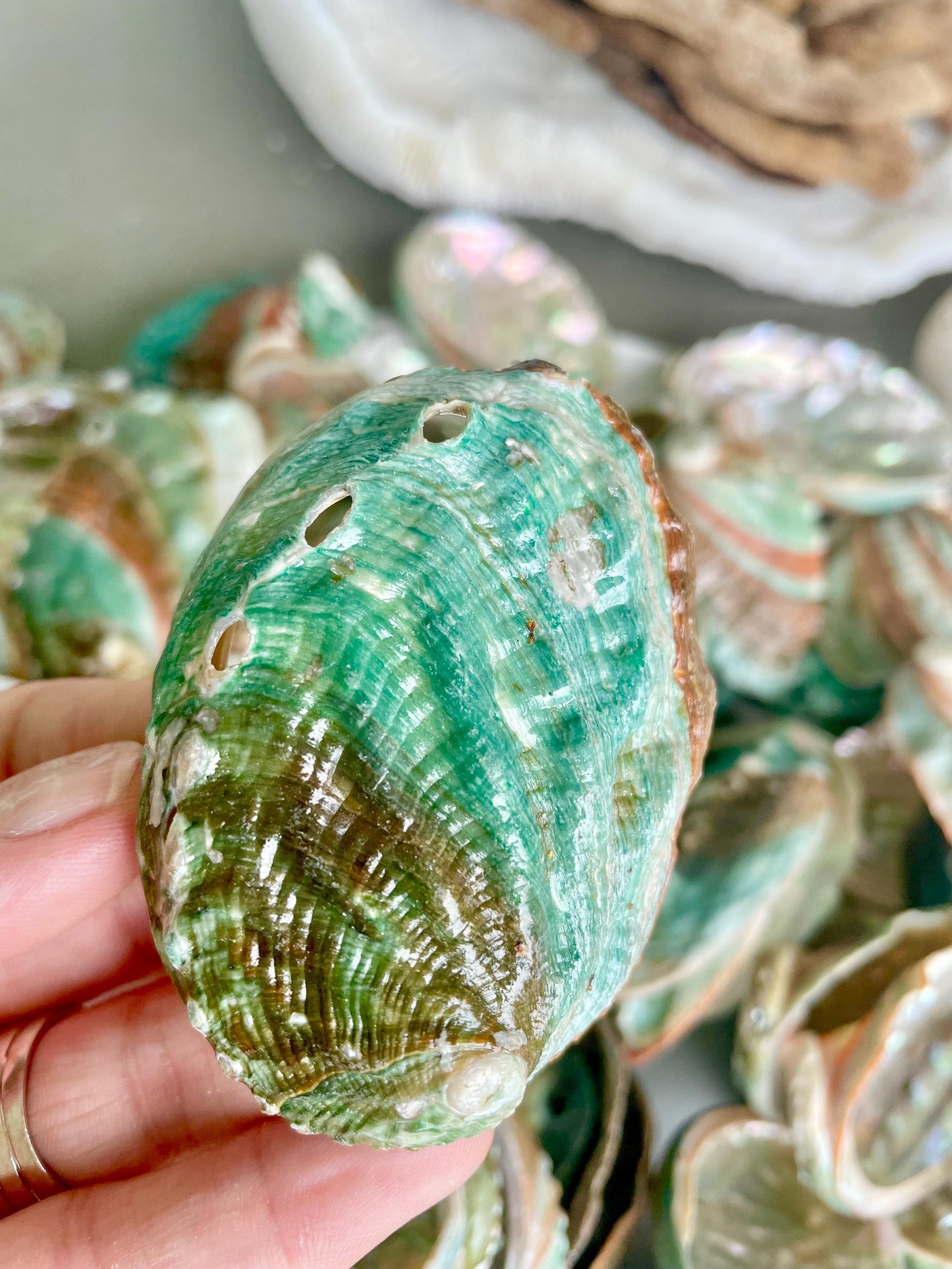Korean Red Green Striped Abalone Shells 2.5-3" Natural Iridescent Mermaid Seashells
