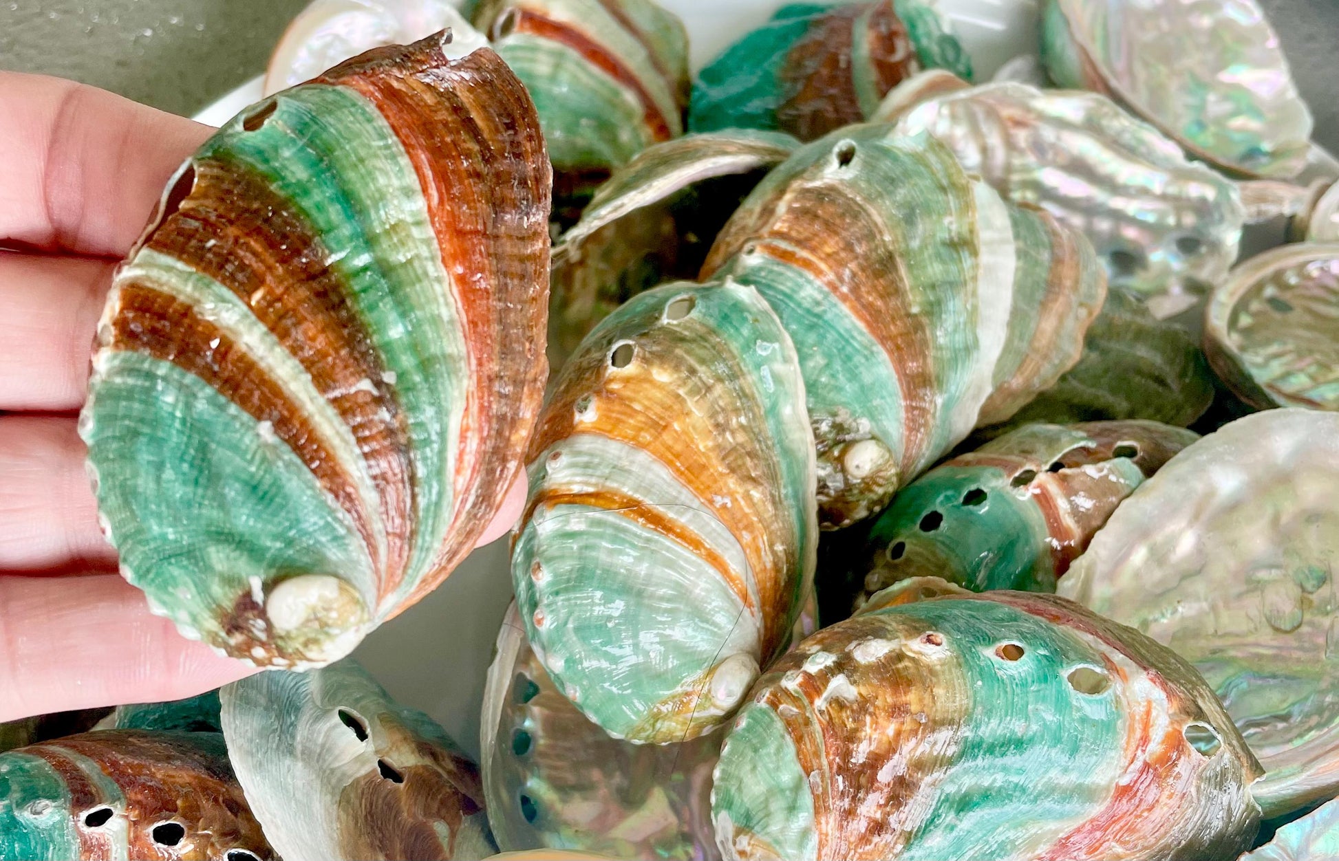 Korean Red Green Striped Abalone Shells 2.5-3" Natural Iridescent Mermaid Seashells