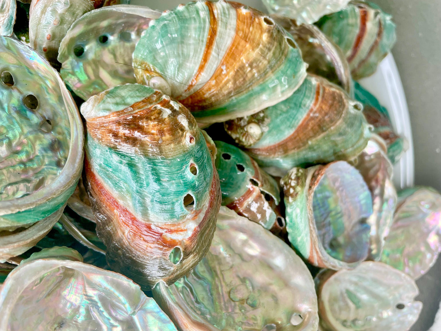 Korean Red Green Striped Abalone Shells 2.5-3" Natural Iridescent Mermaid Seashells