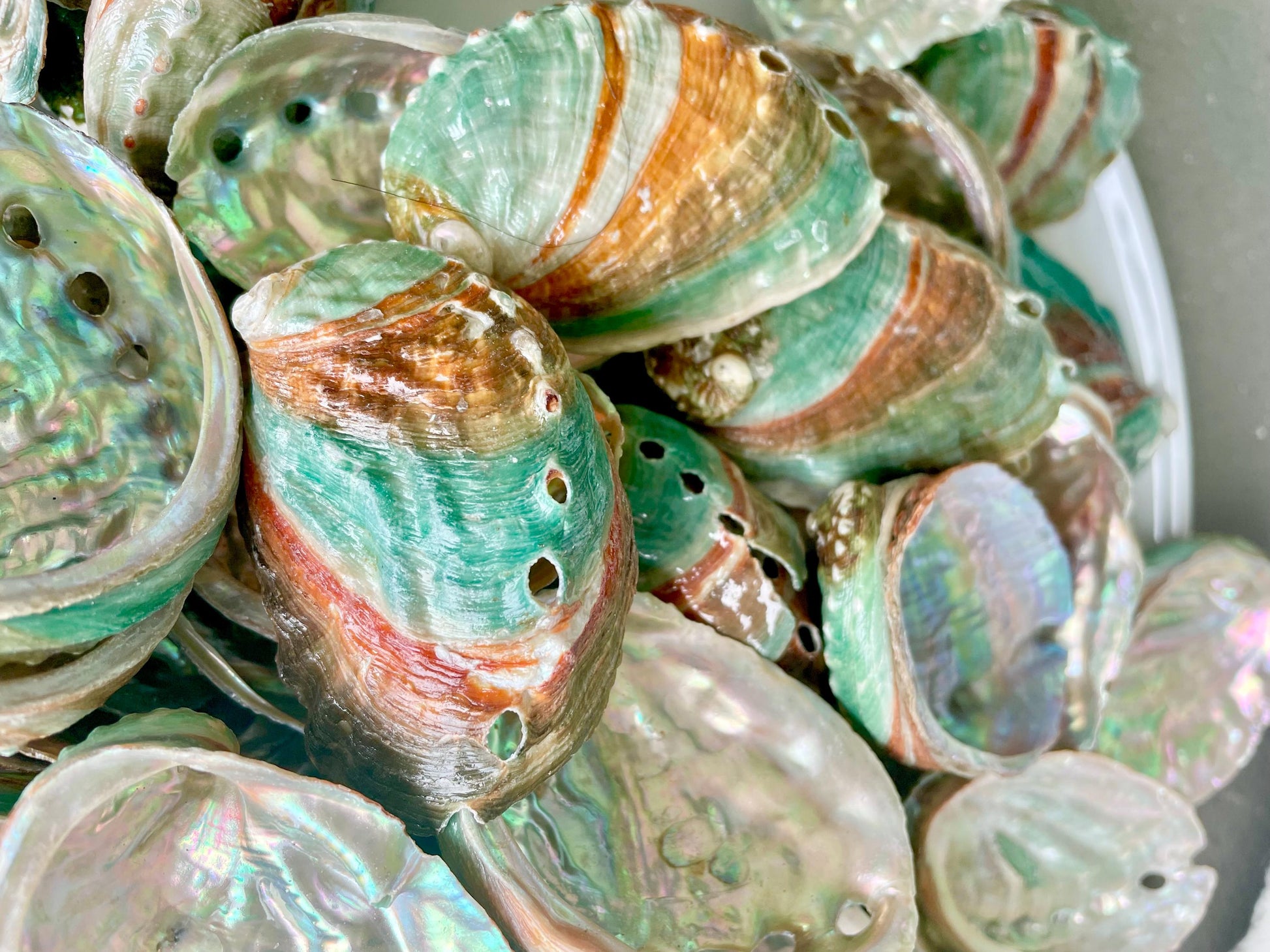 Korean Red Green Striped Abalone Shells 2.5-3" Natural Iridescent Mermaid Seashells