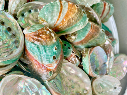 Korean Red Green Striped Abalone Shells 2.5-3" Natural Iridescent Mermaid Seashells