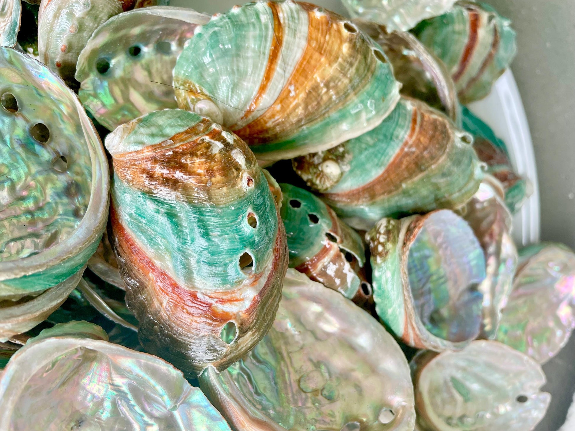 Korean Red Green Striped Abalone Shells 2.5-3" Natural Iridescent Mermaid Seashells