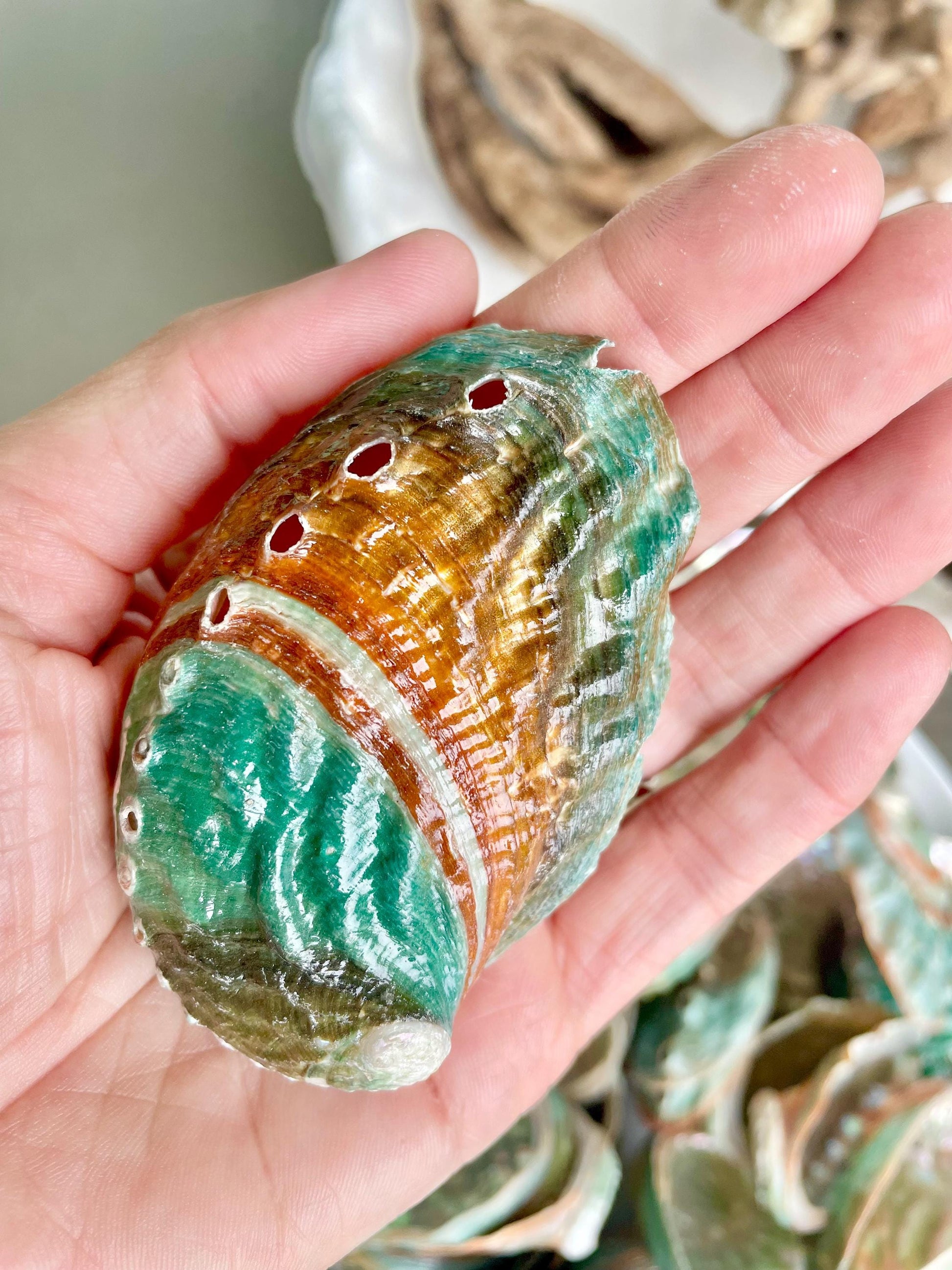 Korean Red Green Striped Abalone Shells 2.5-3" Natural Iridescent Mermaid Seashells