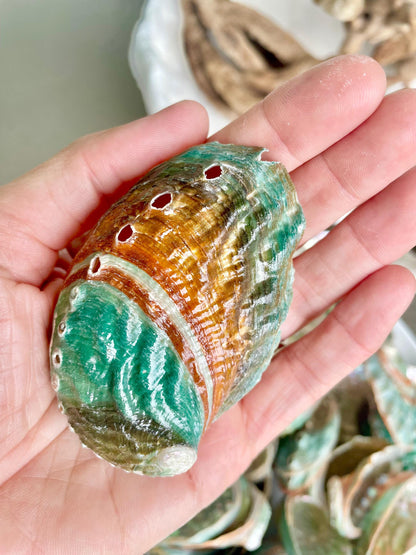 Korean Red Green Striped Abalone Shells 2.5-3" Natural Iridescent Mermaid Seashells
