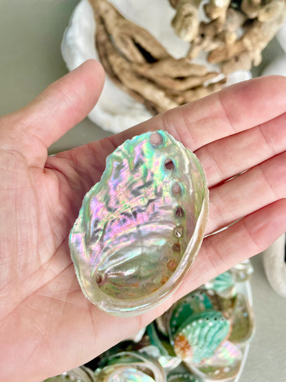 Korean Red Green Striped Abalone Shells 2.5-3" Natural Iridescent Mermaid Seashells