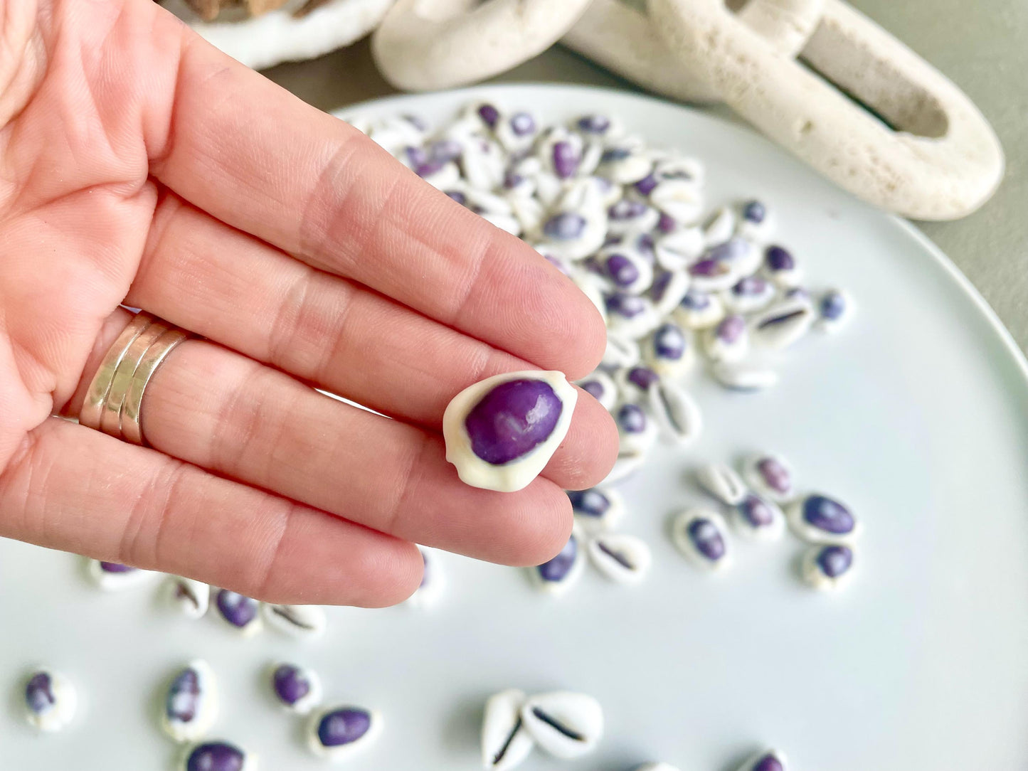 Purple Top Money Cowrie Shells *You Choose Quantity* .5-1" White Small Craft Seashells