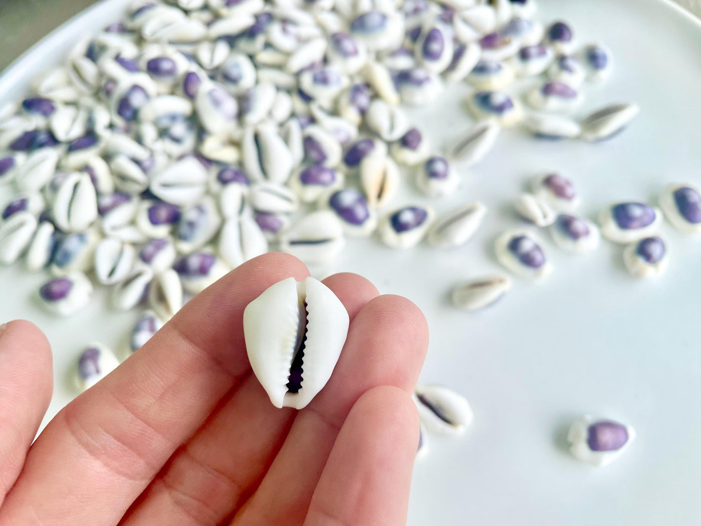 Purple Top Money Cowrie Shells *You Choose Quantity* .5-1" White Small Craft Seashells