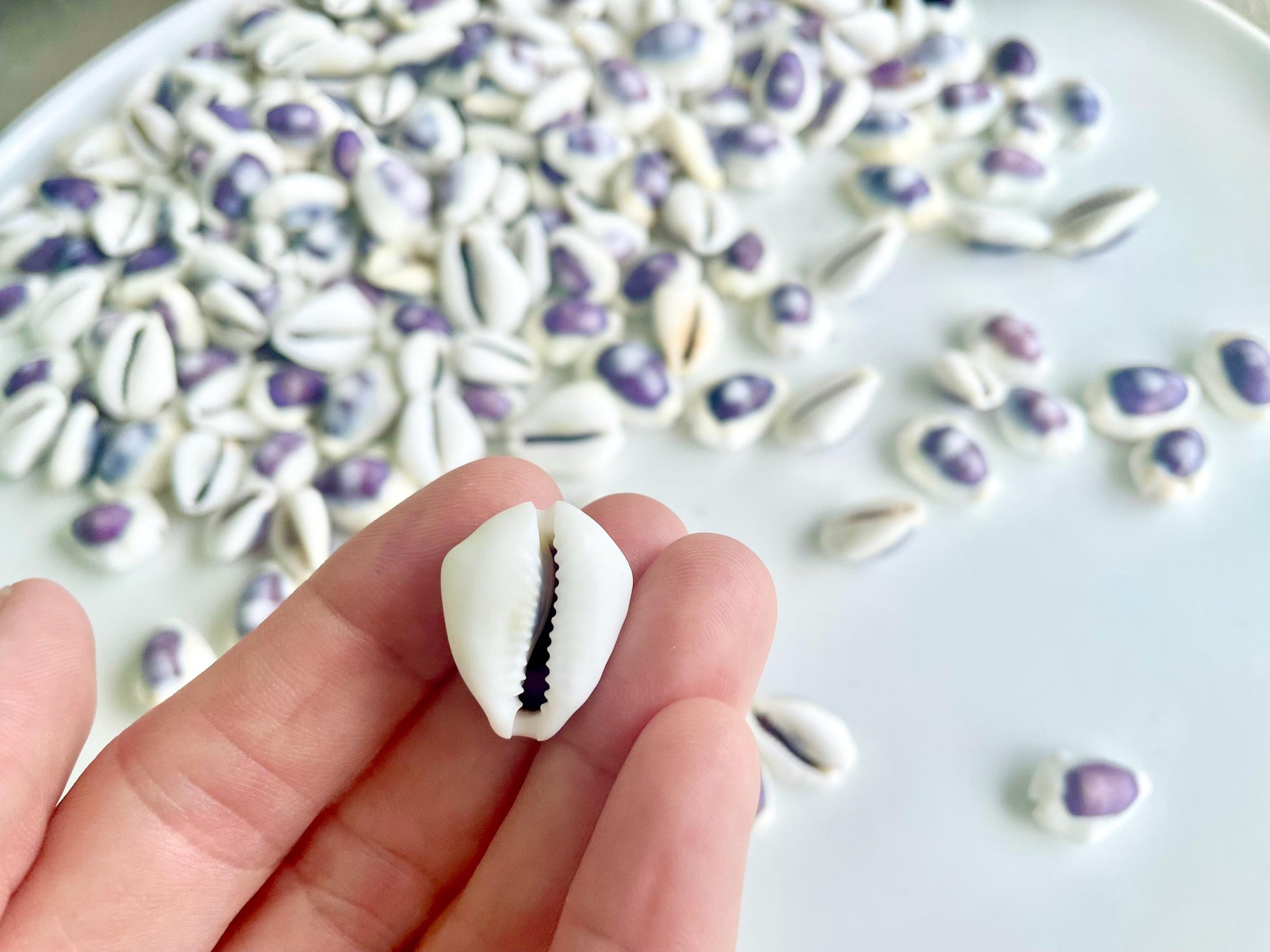 Purple Top Money Cowrie Shells *You Choose Quantity* .5-1" White Small Craft Seashells