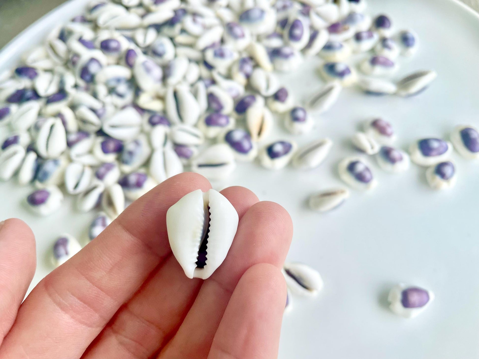 Purple Top Money Cowrie Shells *You Choose Quantity* .5-1" White Small Craft Seashells