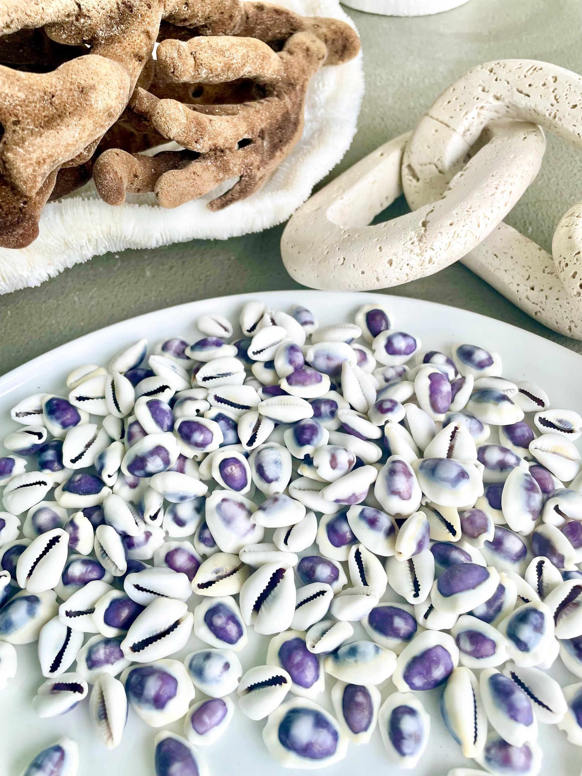 Purple Top Money Cowrie Shells *You Choose Quantity* .5-1" White Small Craft Seashells