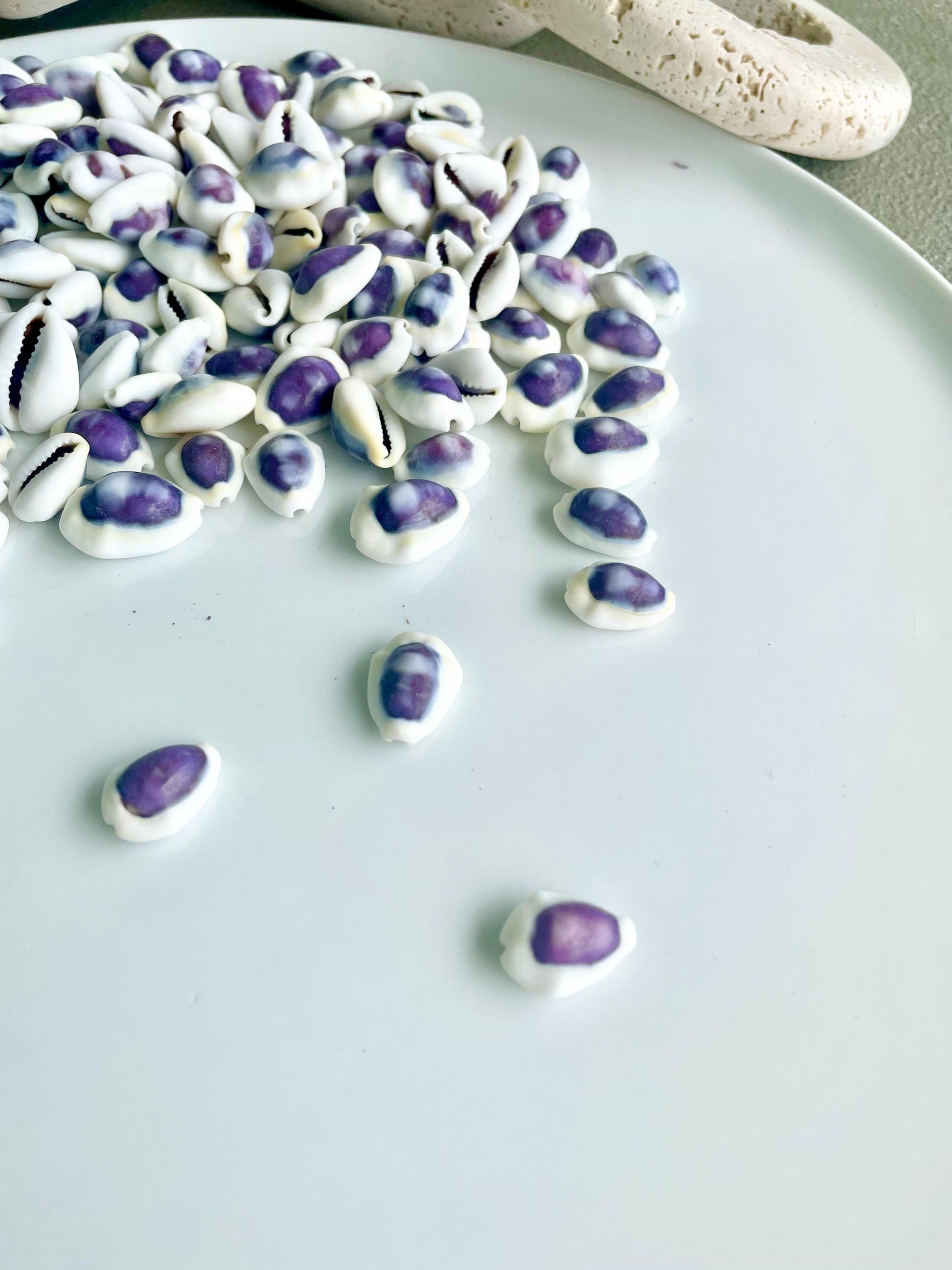 Purple Top Money Cowrie Shells *You Choose Quantity* .5-1" White Small Craft Seashells