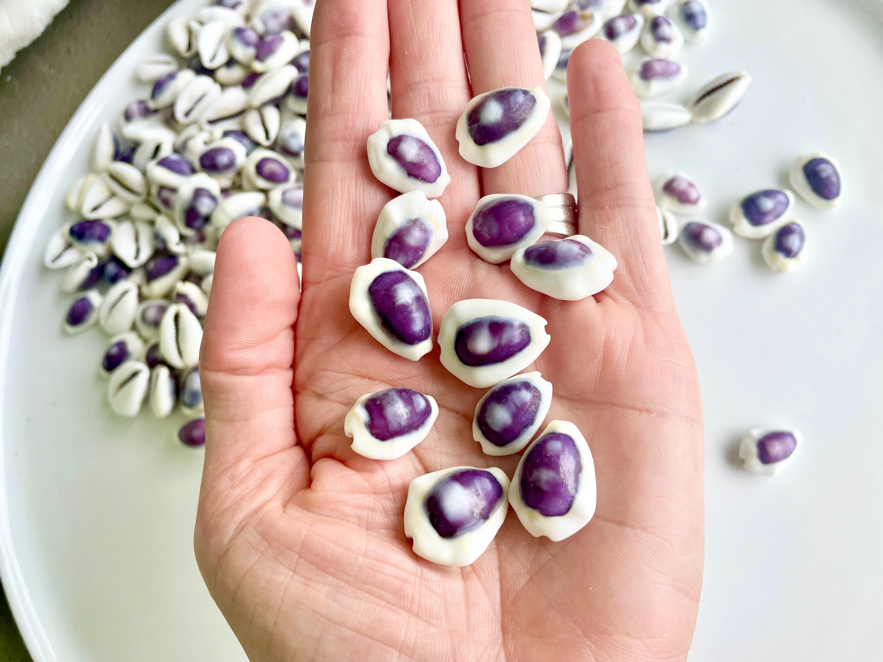 Purple Top Money Cowrie Shells *You Choose Quantity* .5-1