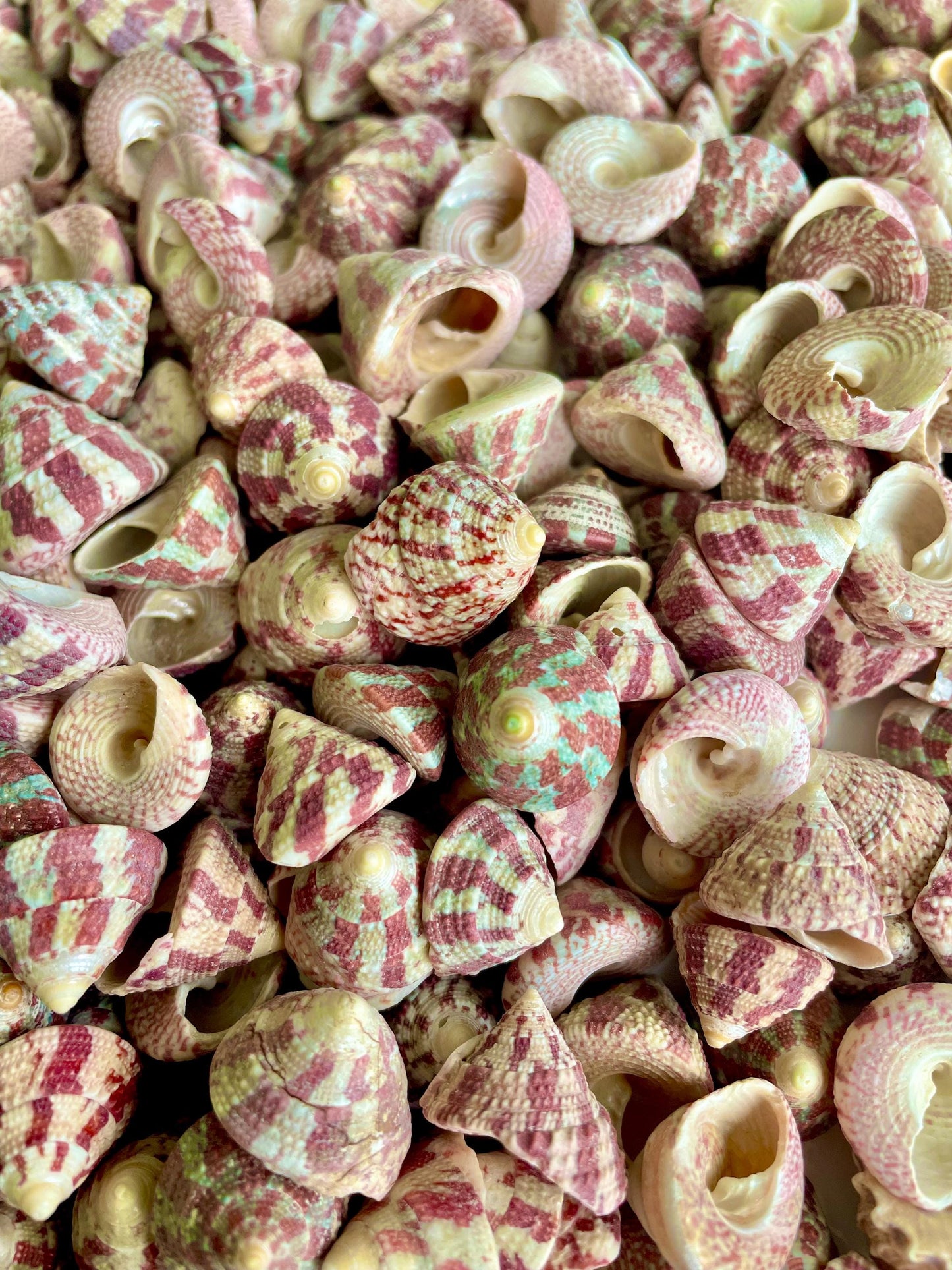 Trochus Radiatus Top Shells: 1/2 -1" Small Red Green Striped Craft Shells