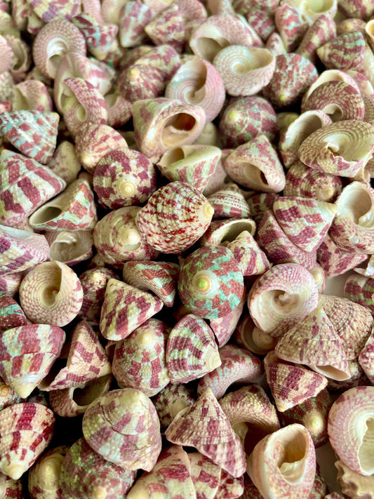 Trochus Radiatus Top Shells: 1/2 -1" Small Red Green Striped Craft Shells
