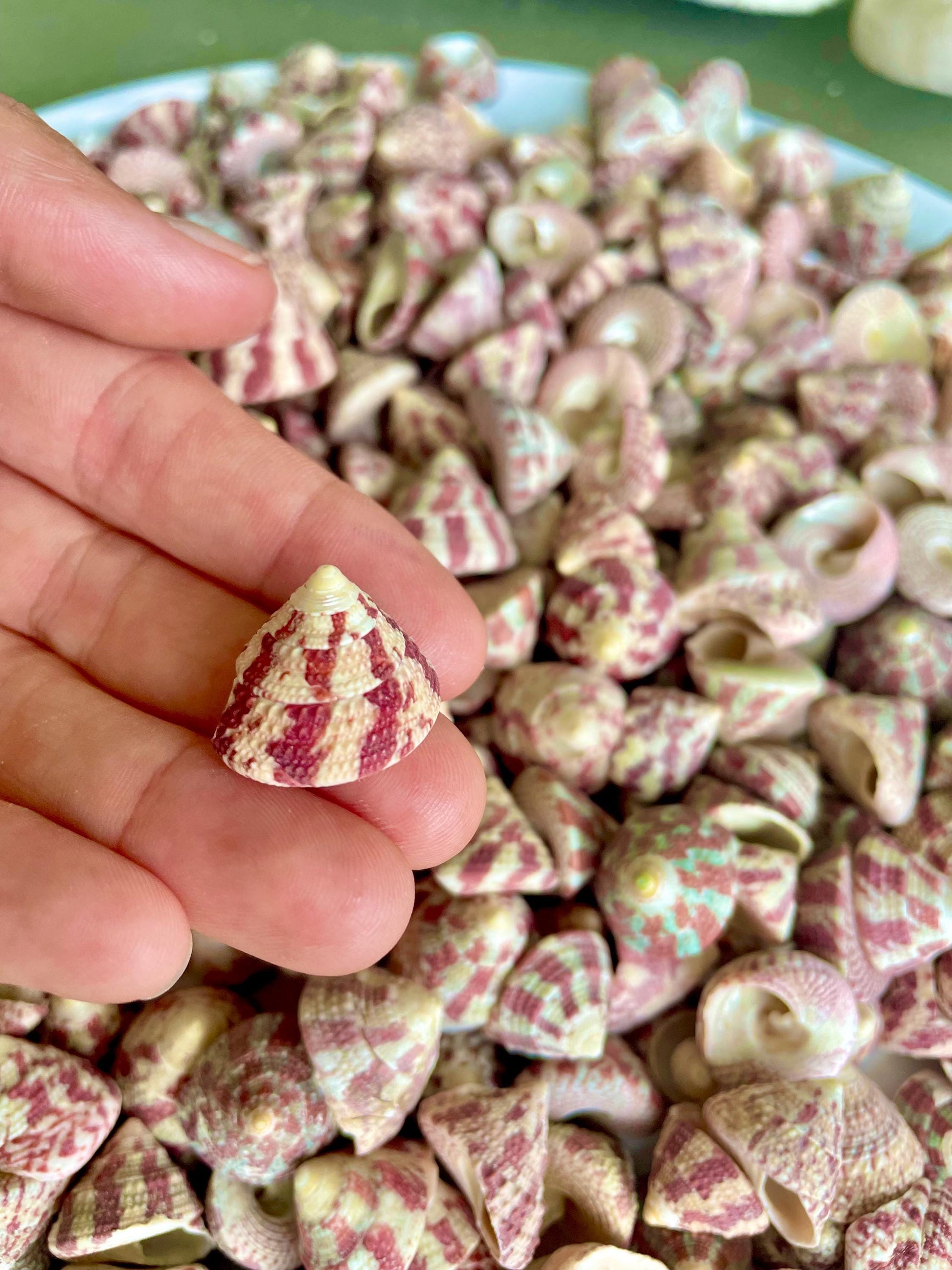 Trochus Radiatus Top Shells: 1/2 -1" Small Red Green Striped Craft Shells