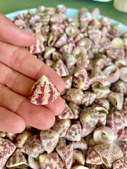 Trochus Radiatus Top Shells: 1/2 -1" Small Red Green Striped Craft Shells
