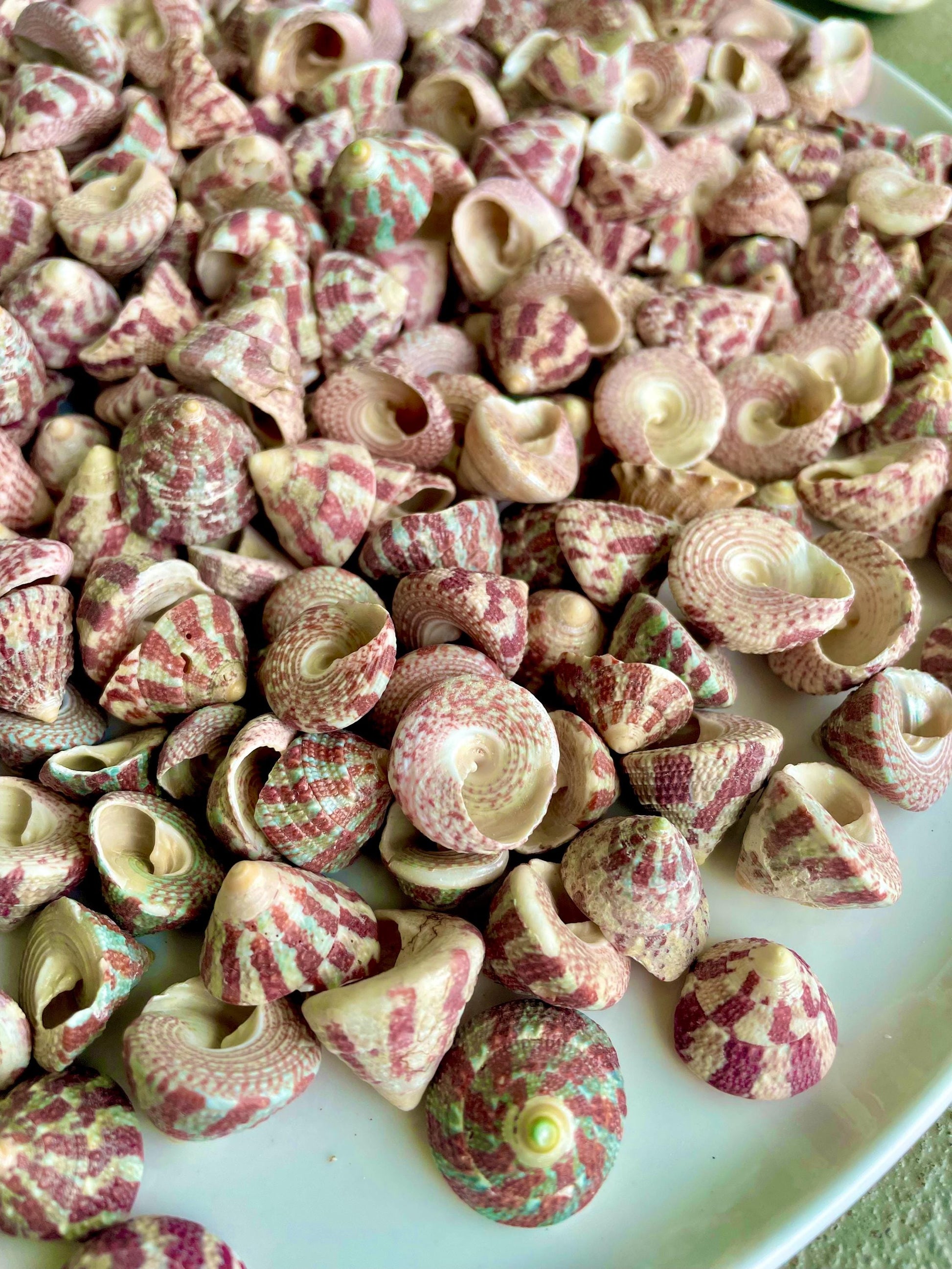 Trochus Radiatus Top Shells: 1/2 -1" Small Red Green Striped Craft Shells