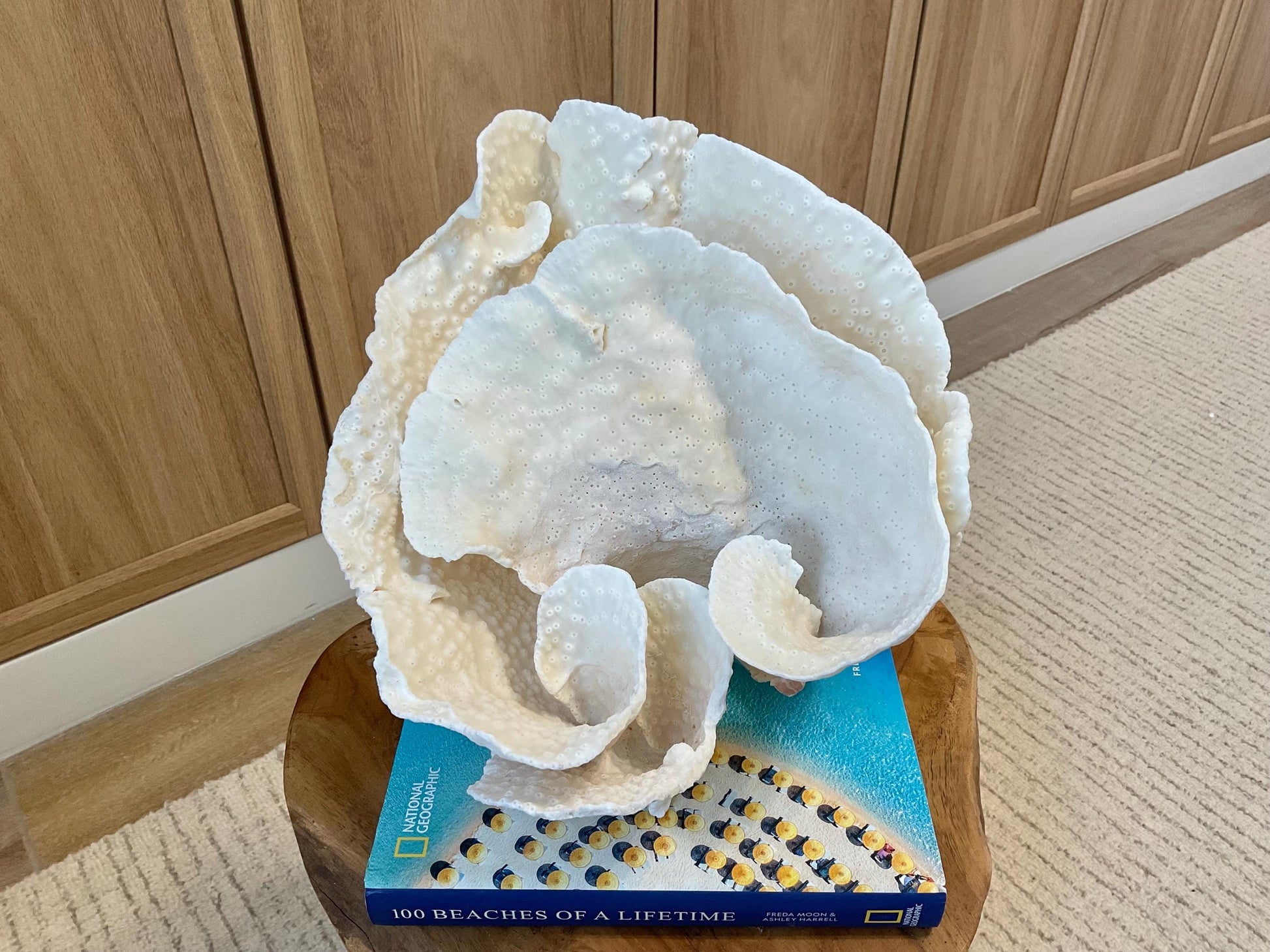 Natural Spiral Cup Coral Fossil Specimen: 9.5x9x10.5" Beach House Coastal Décor