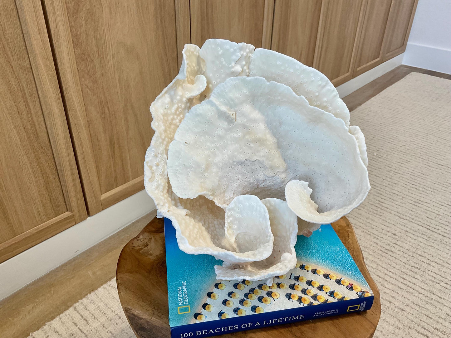 Natural Spiral Cup Coral Fossil Specimen: 9.5x9x10.5" Beach House Coastal Décor