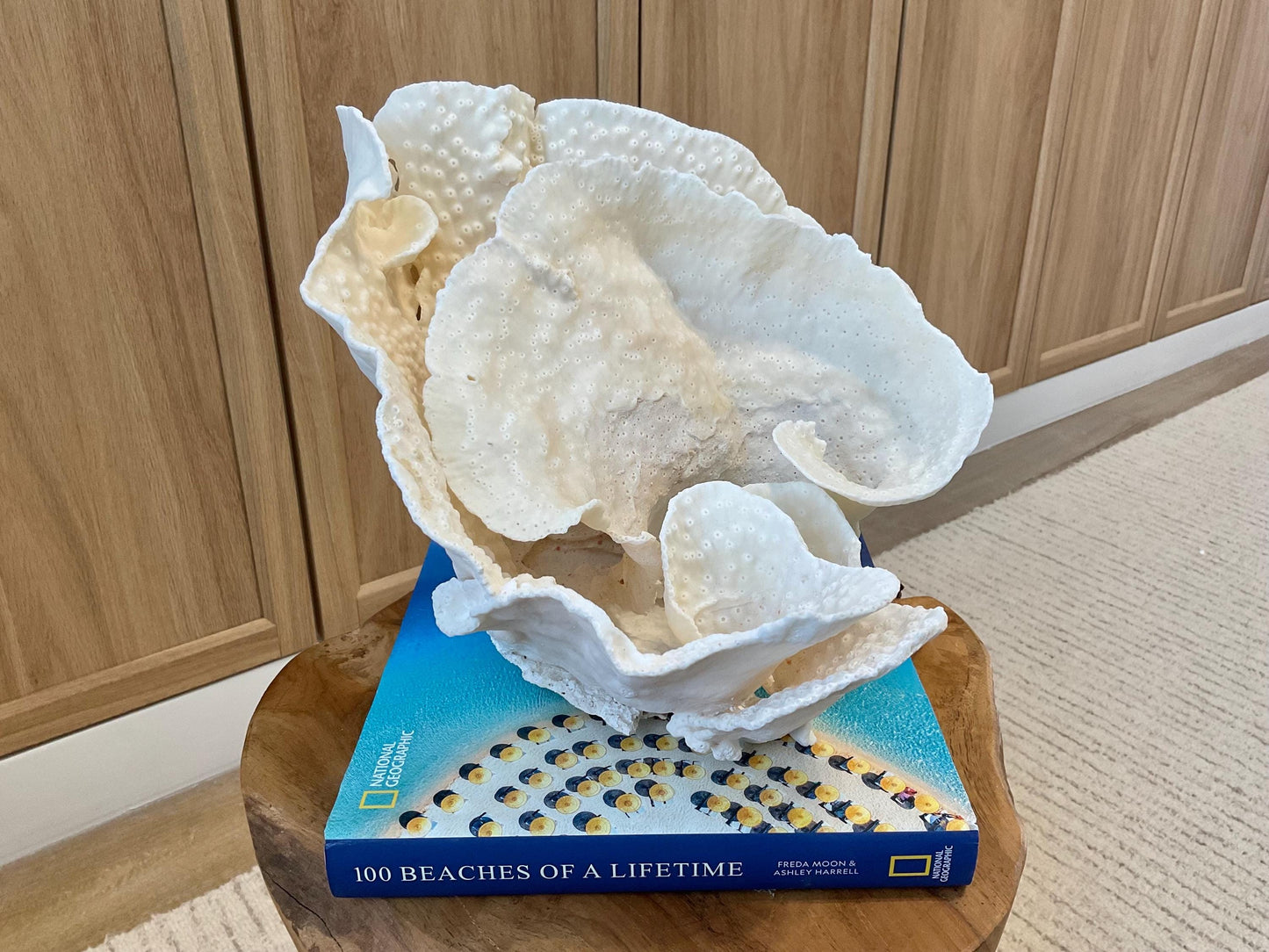 Natural Spiral Cup Coral Fossil Specimen: 9.5x9x10.5" Beach House Coastal Décor