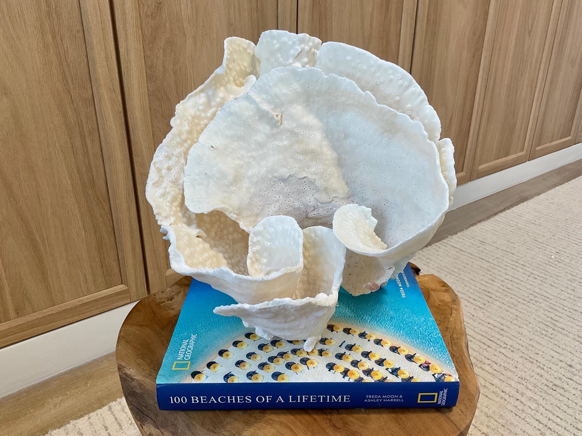 Natural Spiral Cup Coral Fossil Specimen: 9.5x9x10.5" Beach House Coastal Décor
