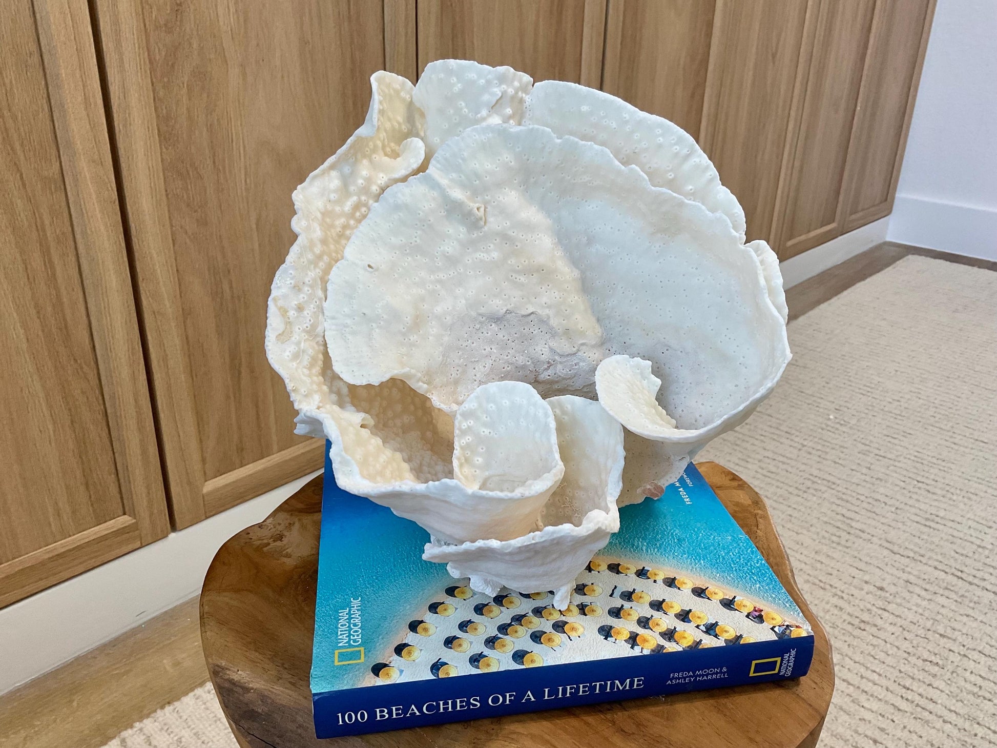Natural Spiral Cup Coral Fossil Specimen: 9.5x9x10.5" Beach House Coastal Décor