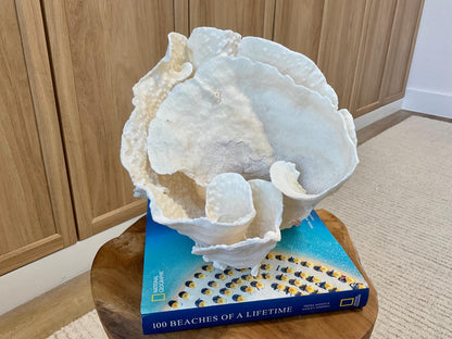 Natural Spiral Cup Coral Fossil Specimen: 9.5x9x10.5" Beach House Coastal Décor