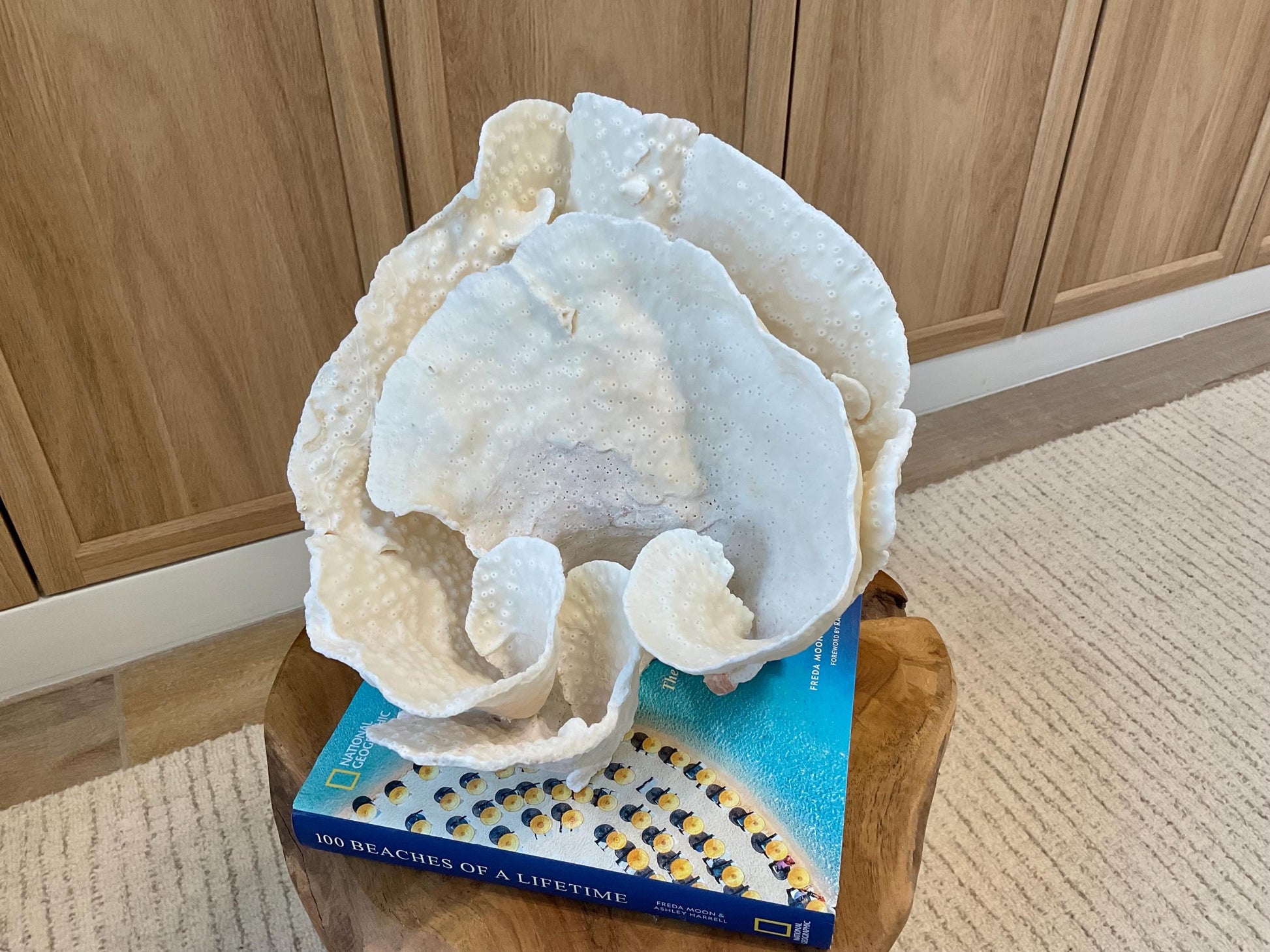 Natural Spiral Cup Coral Fossil Specimen: 9.5x9x10.5" Beach House Coastal Décor