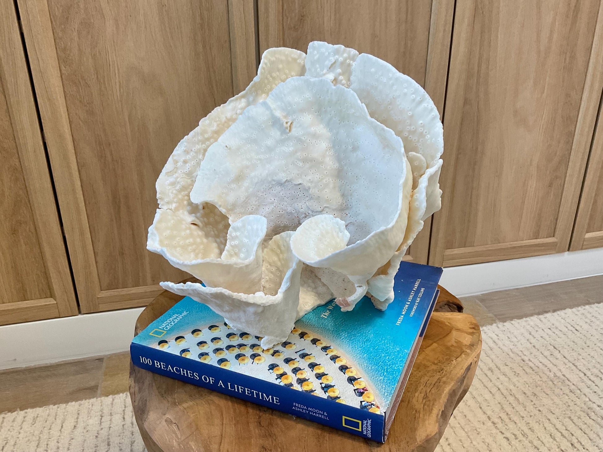 Natural Spiral Cup Coral Fossil Specimen: 9.5x9x10.5" Beach House Coastal Décor