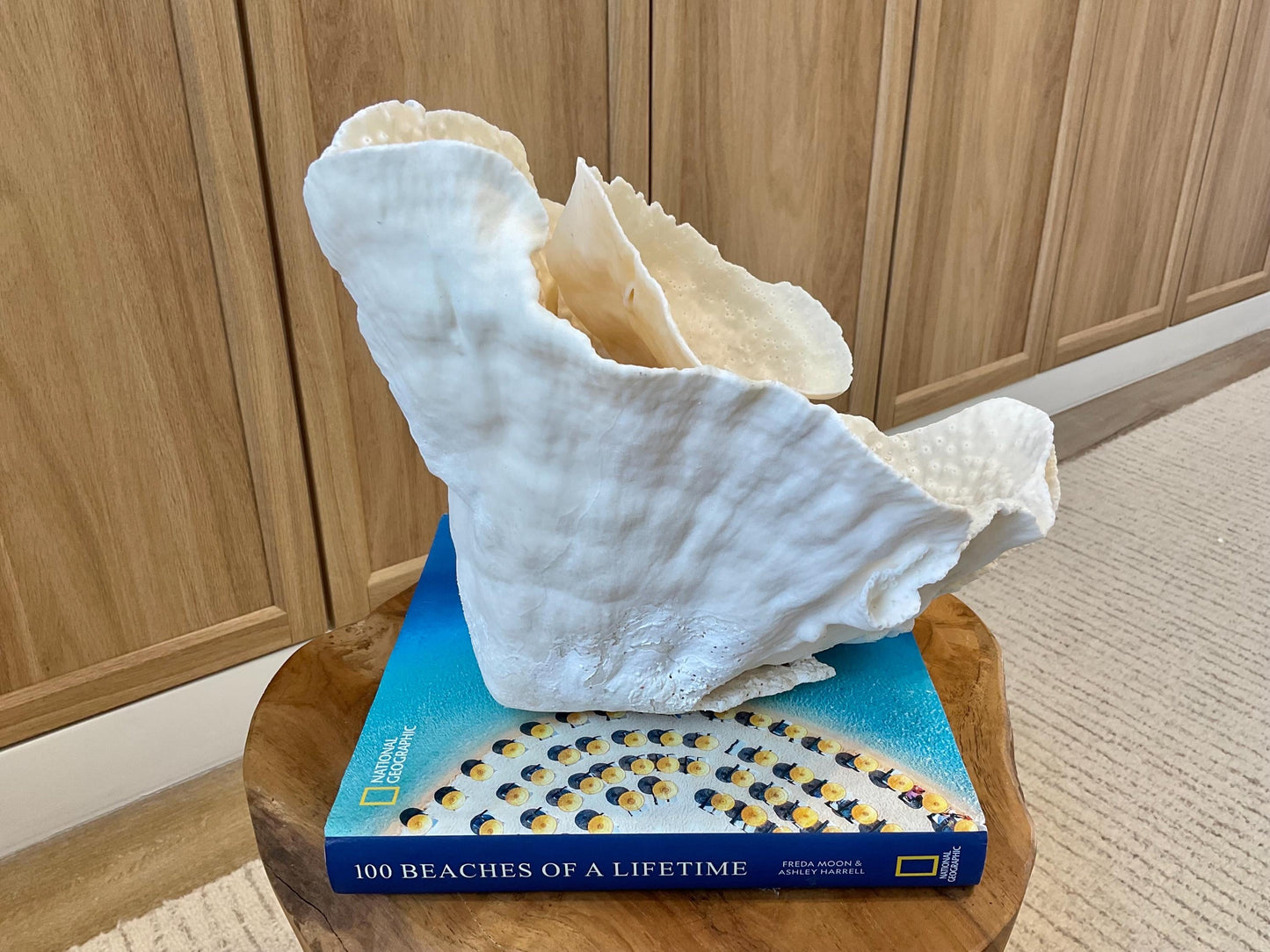 Natural Spiral Cup Coral Fossil Specimen: 9.5x9x10.5" Beach House Coastal Décor