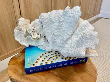 Natural Black Cup Coral Fossil Specimen: 14.5x10x7" Beach House Coastal Décor