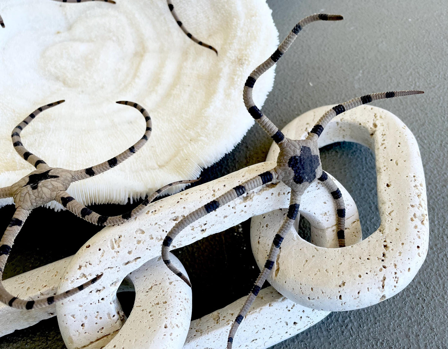 Preserved Brittle Stars: 5-7" *You Choose Size* Dried Rare Ocean Specimen