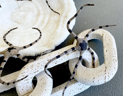 Preserved Brittle Stars: 5-7" *You Choose Size* Dried Rare Ocean Specimen