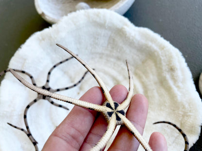 Preserved Brittle Stars: 5-7" *You Choose Size* Dried Rare Ocean Specimen