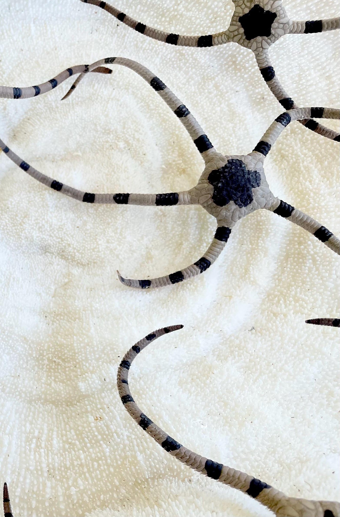 Preserved Brittle Stars: 5-7" *You Choose Size* Dried Rare Ocean Specimen