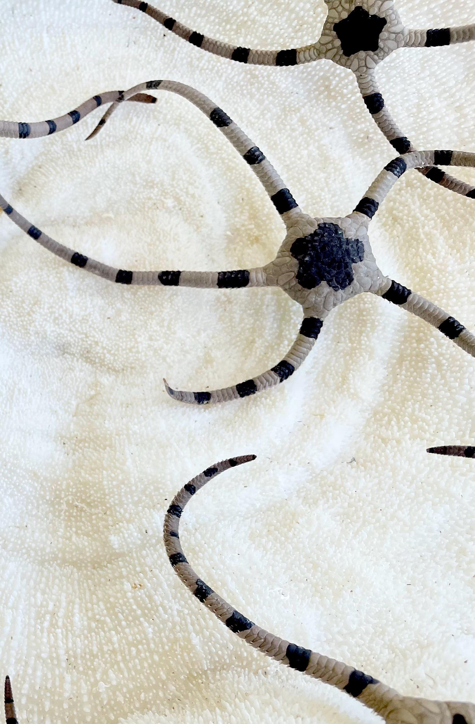 Preserved Brittle Stars: 5-7" *You Choose Size* Dried Rare Ocean Specimen
