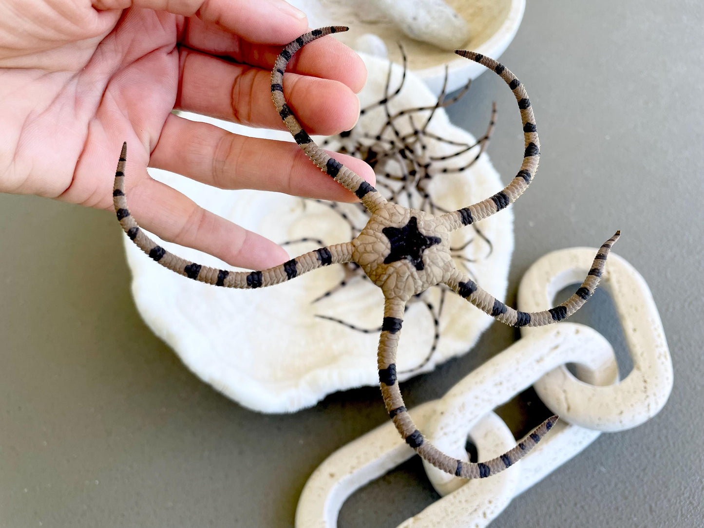 Preserved Brittle Stars: 5-7" *You Choose Size* Dried Rare Ocean Specimen