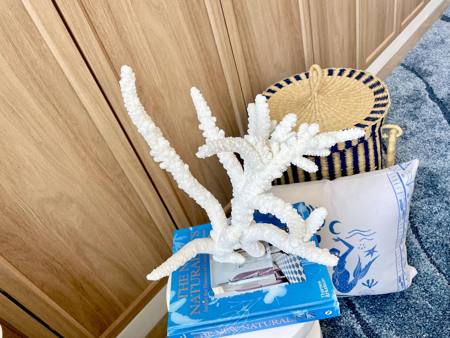 Mounted BRANCH CORAL 14.5" x 12" x 8.5" Fossil Specimen Coastal Display Beach House Décor
