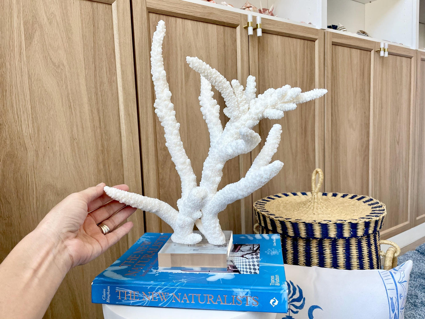 Mounted BRANCH CORAL 14.5" x 12" x 8.5" Fossil Specimen Coastal Display Beach House Décor