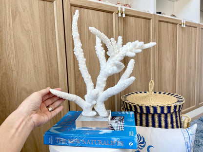 Mounted BRANCH CORAL 14.5" x 12" x 8.5" Fossil Specimen Coastal Display Beach House Décor